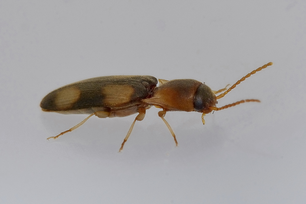 Betarmon bisbismaculatus